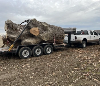 A large piece of lumber on the back of a trailer is strapped down and ready for transport.